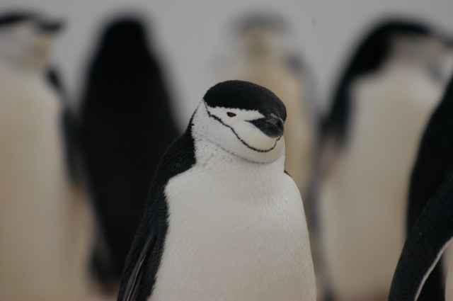 2004 - Antarctica - 218