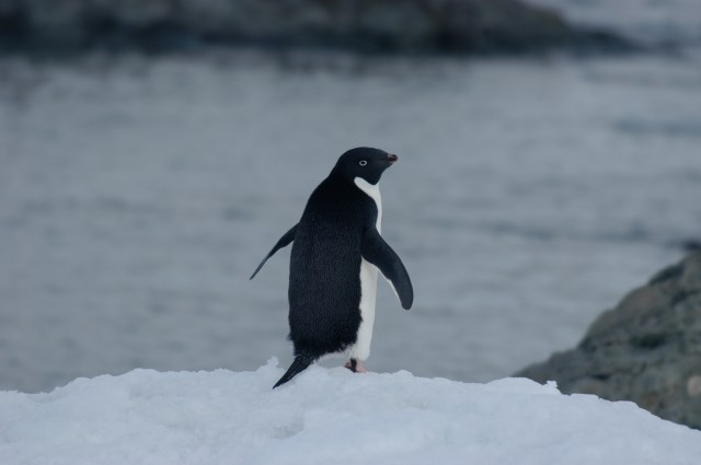 2004 - Antarctica - 253