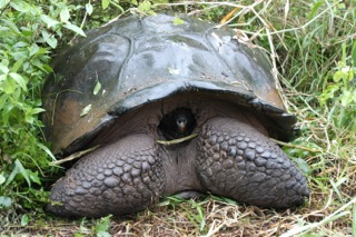 Galapagos - Santa Cruz Island - 12