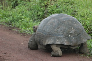 Galapagos - Santa Cruz Island - 45